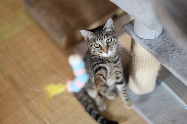 キヤノン