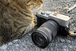 ついに「猫瞳AF」搭載！ 新型PENが街歩き＆猫スナップの最強相棒に化けた理由