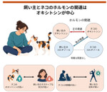 猫がそばにいるだけで、人は元気になる？ 京都大学などが研究