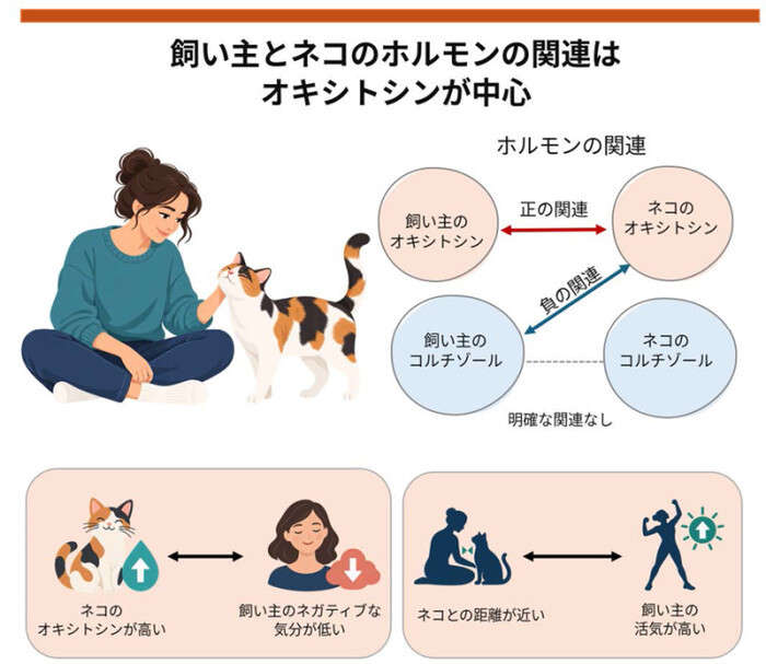 Does a Cat's Presence Boost Human Energy? Kyoto University and Partners Investigate