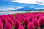【決定版・関東と甲信の秋を楽しむ花と植物ベスト5】今すぐ見に行きたい！ 関東で体感するコキア・コスモス・ススキの絶景スポット 