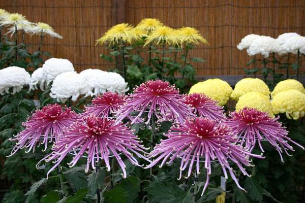 秋の日本庭園を彩る名花！三溪園で市内最大規模の「菊花展」が開催