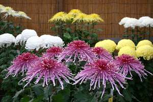 秋の日本庭園を彩る名花！三溪園で市内最大規模の「菊花展」が開催